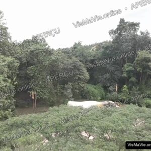 Thaïlande — Bouddha couché au cœur de la forêt | Film HD + 5 photos